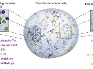 New Preprint from the lab: Decoding the YTHDF2 Disordered Region