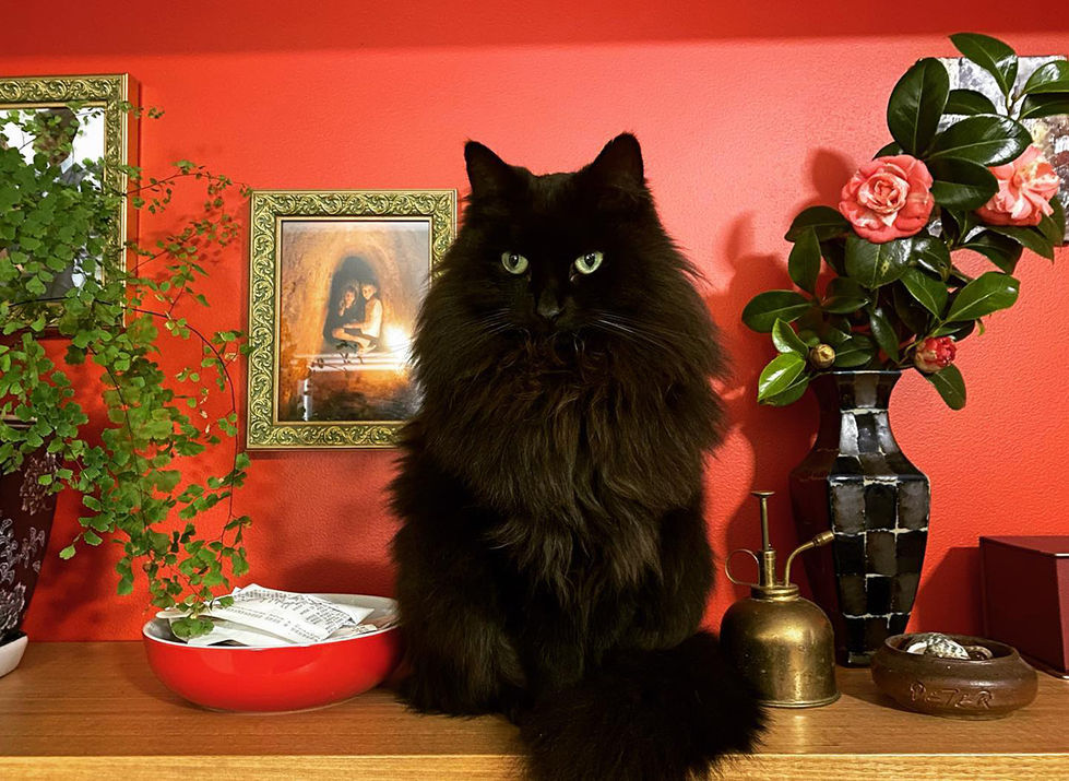 Dusty_Original_Photo