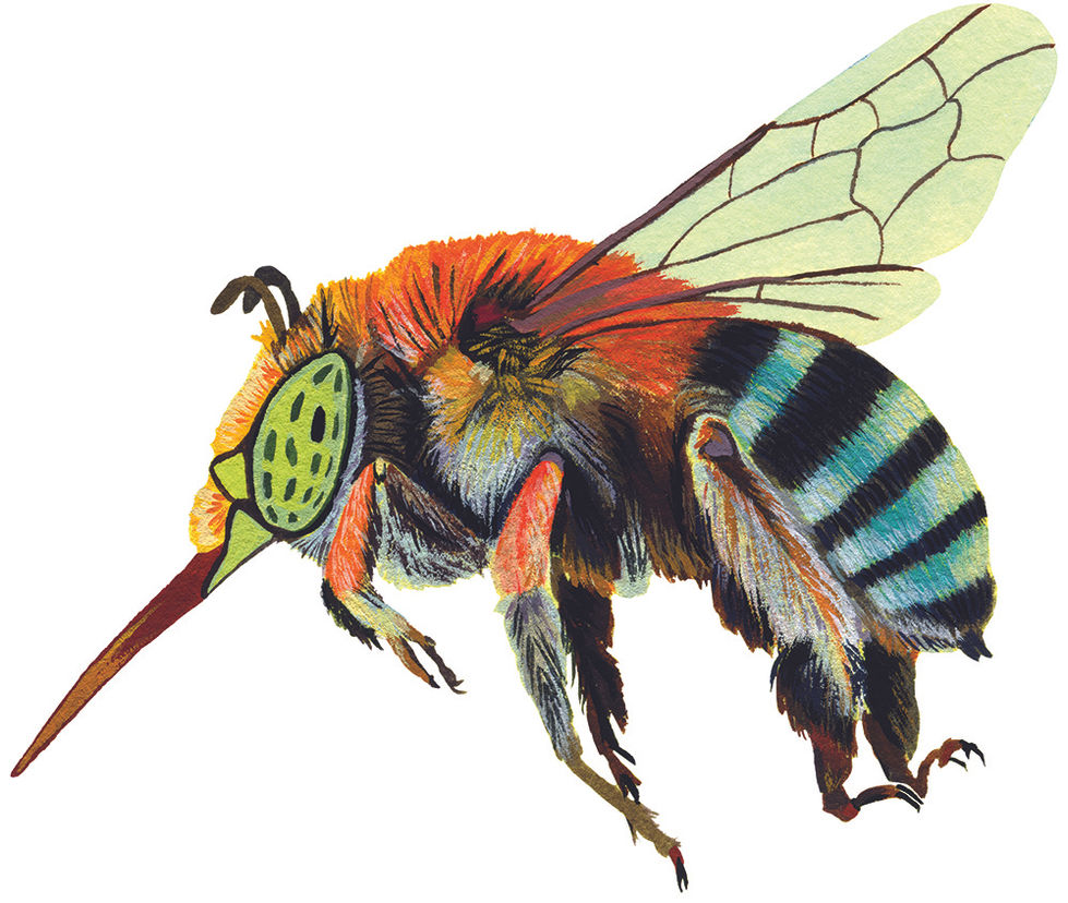 Blue-banded Bee