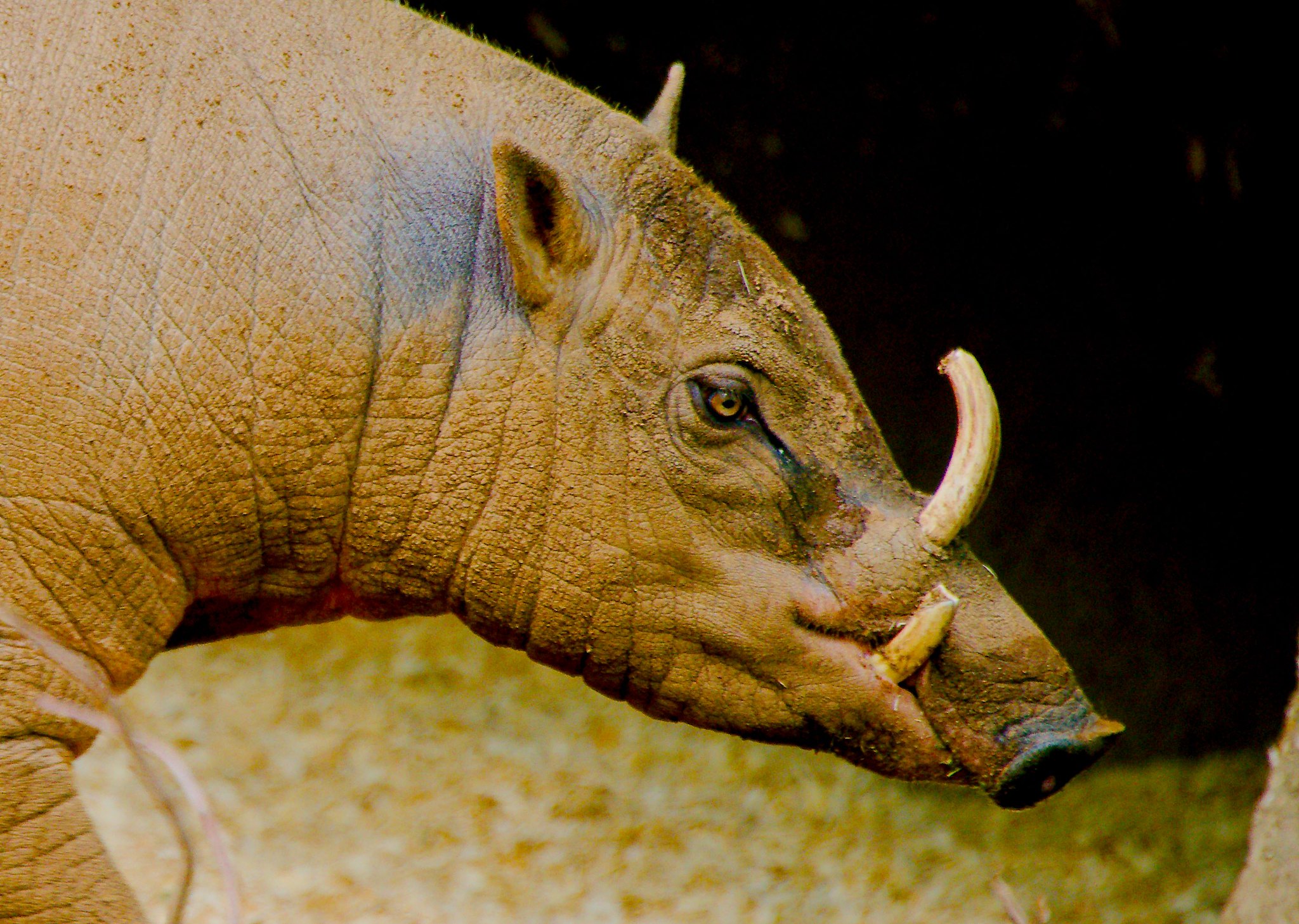 North Sulawesi babirusa