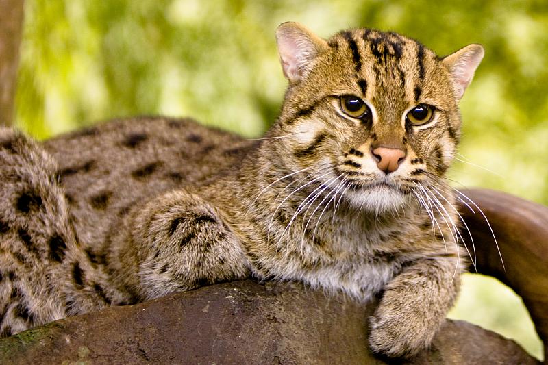africa-animal-big-cat-88234.jpg