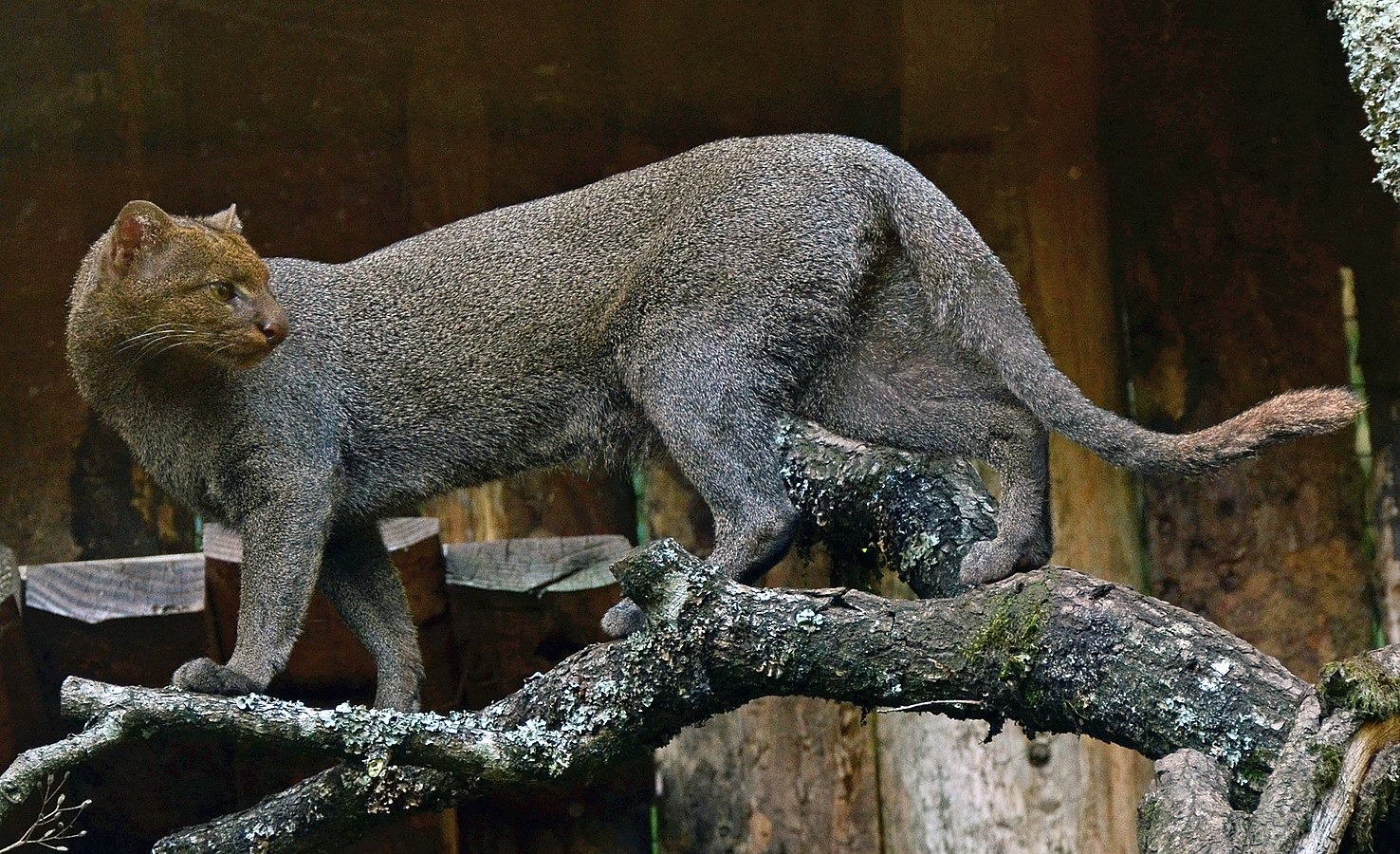 africa-animal-big-cat-88234.jpg