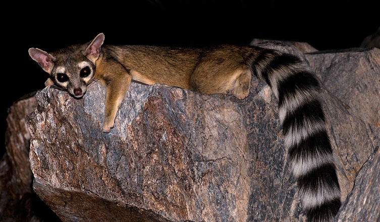 Ringtail