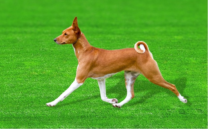 african hunting dog basenji