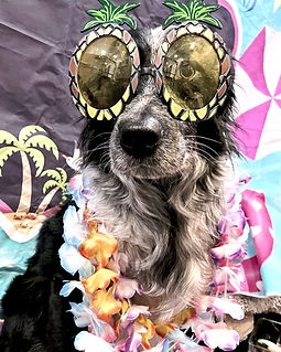 Therapy dog in-training Loki wearing his therapy dog vest, sitting in front of a beach-themed backdrop. He is dressed up in large silly glasses and is wearing multiple Hawaiin leis, looking fun, playfull, and silly. Loki is a 4 year old border collie who works with kids and teens/youth alongside his owner, Validity counsellor Teresa DeReis (MACP, RCC) in Prince George, British Columbia, Canada.