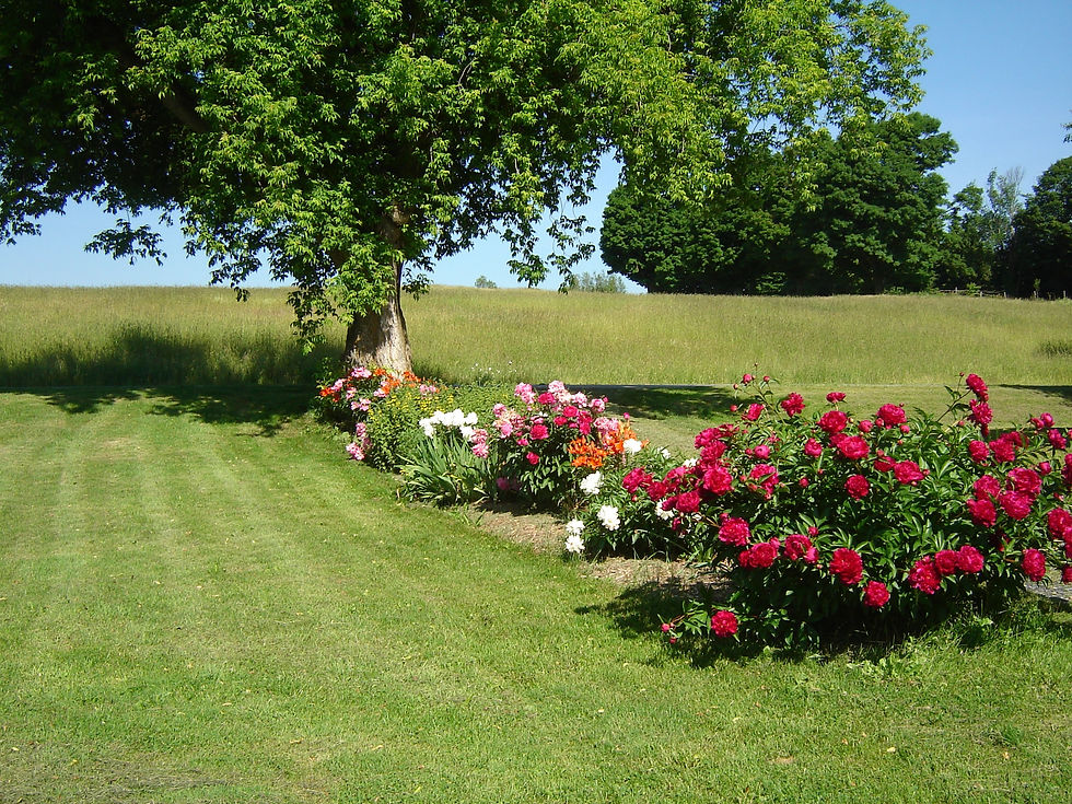 Le temps des pivoines