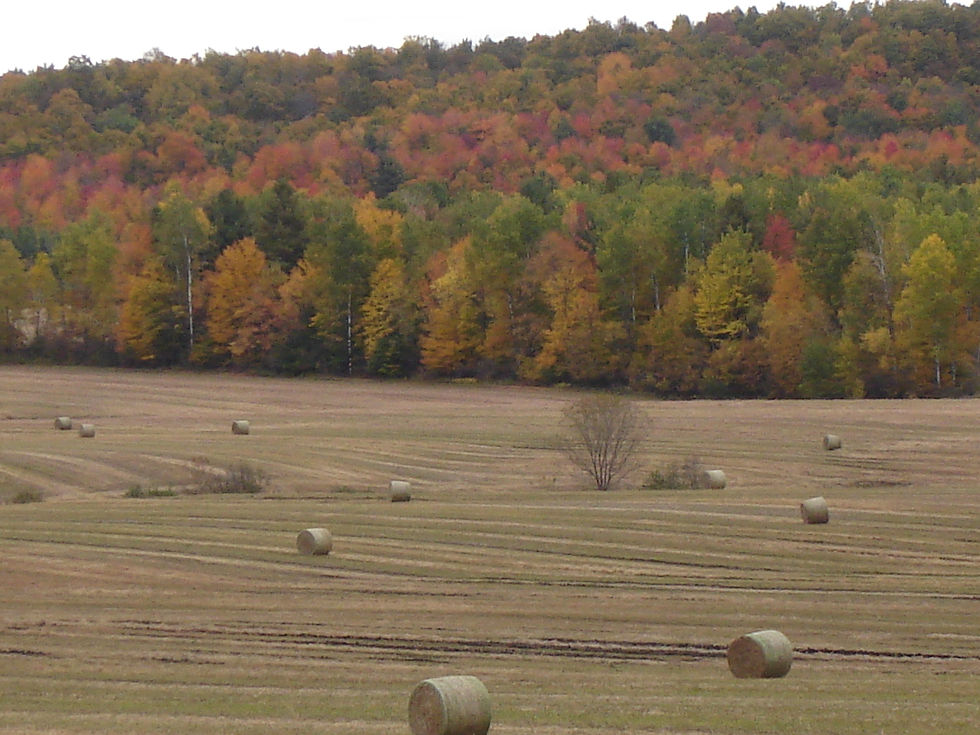 Foins d’automne