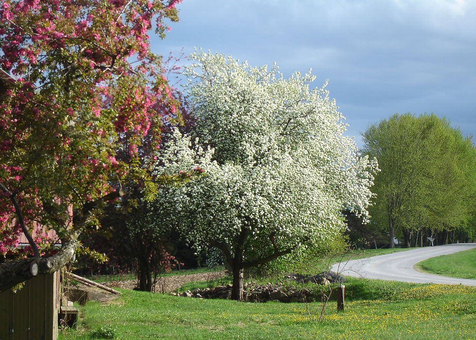 Les pommetiers en fleurs