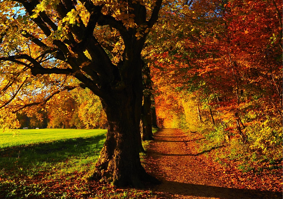 autumn-779827_1920_edited_edited.png