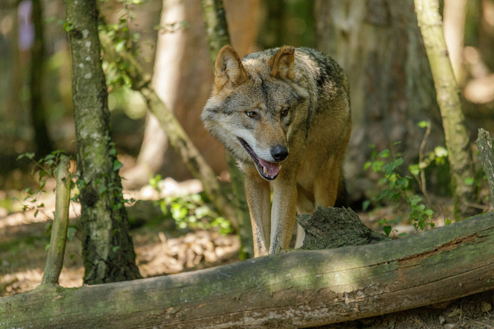 Parc à gibier_journee_loups (36)