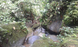 ESTERO