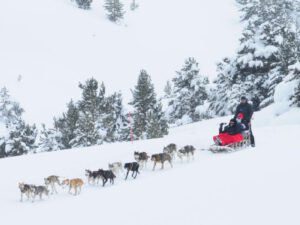 EXCURSIÓN EN TRINEO POR LA SENDA DE LOS OSOS