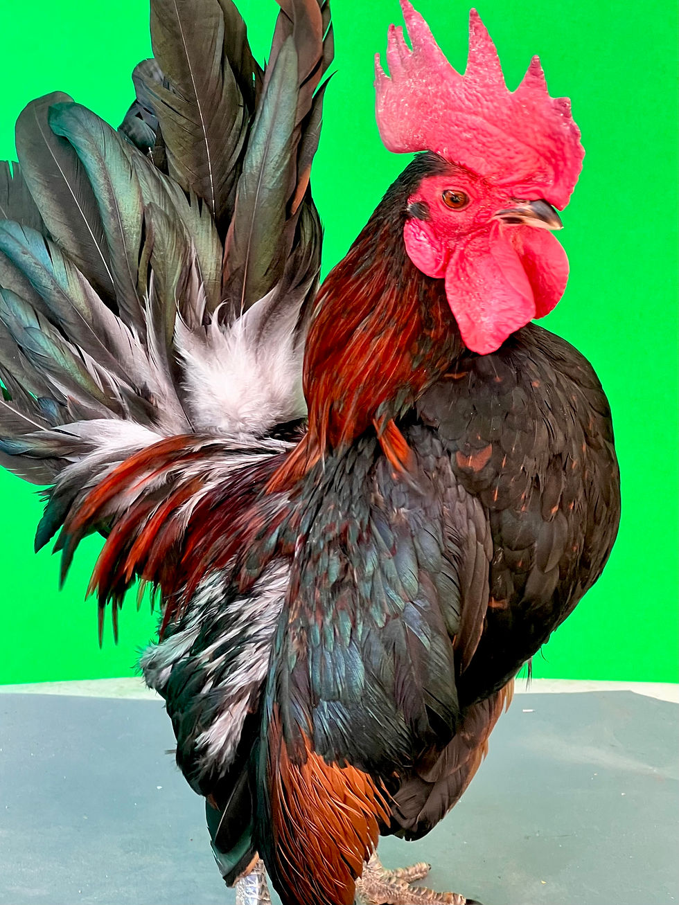 Thumbnail: In Cage Tabletop 2024 BBR Pair /Cockbird ‘JoJo’