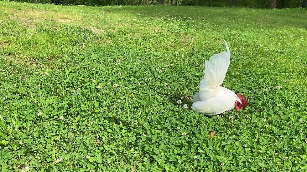 Thumbnail: White American Serama Cockerel