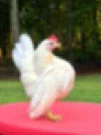 Thumbnail: TT/In Cage (CC) ABA/APA WHITE Pairs Available/PM 4 Info/starting at:;275+