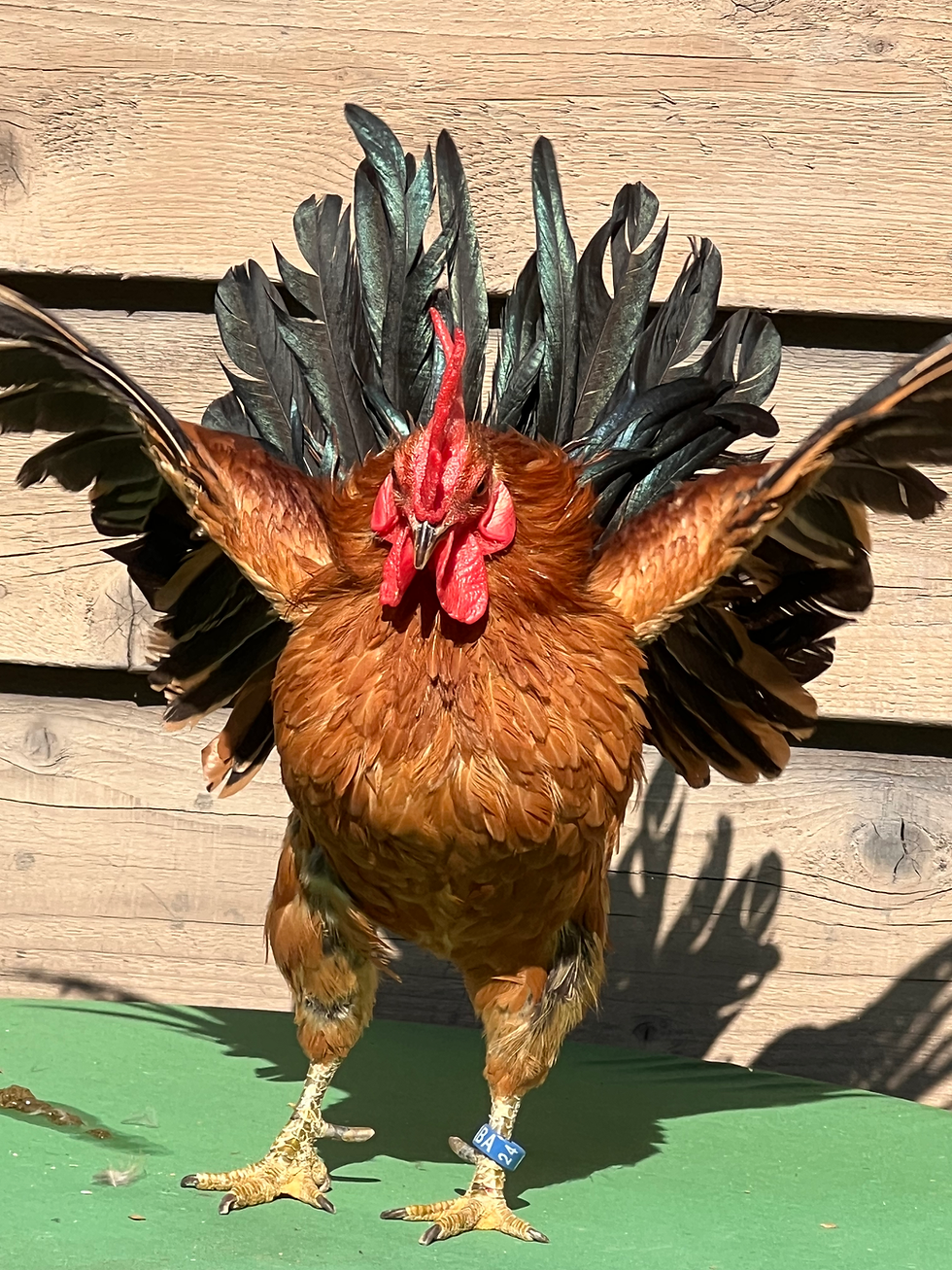 Thumbnail: Young In Cage/Tabletop Show quality GINGER RED Pair Available 
