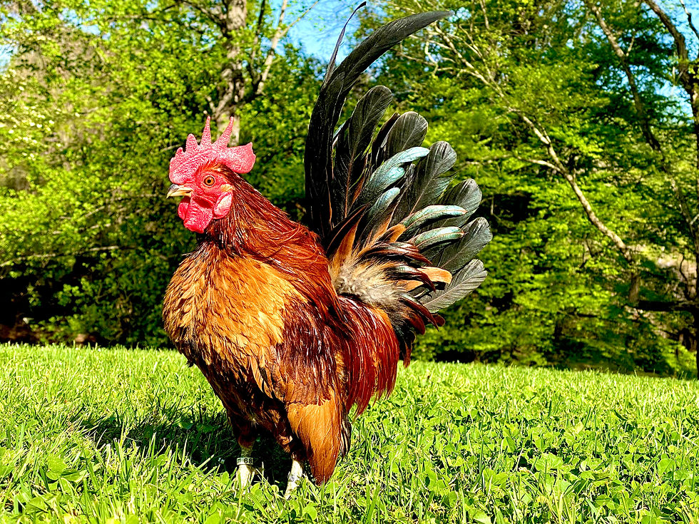 Thumbnail: Young 'Ginger Red' Serama Pair