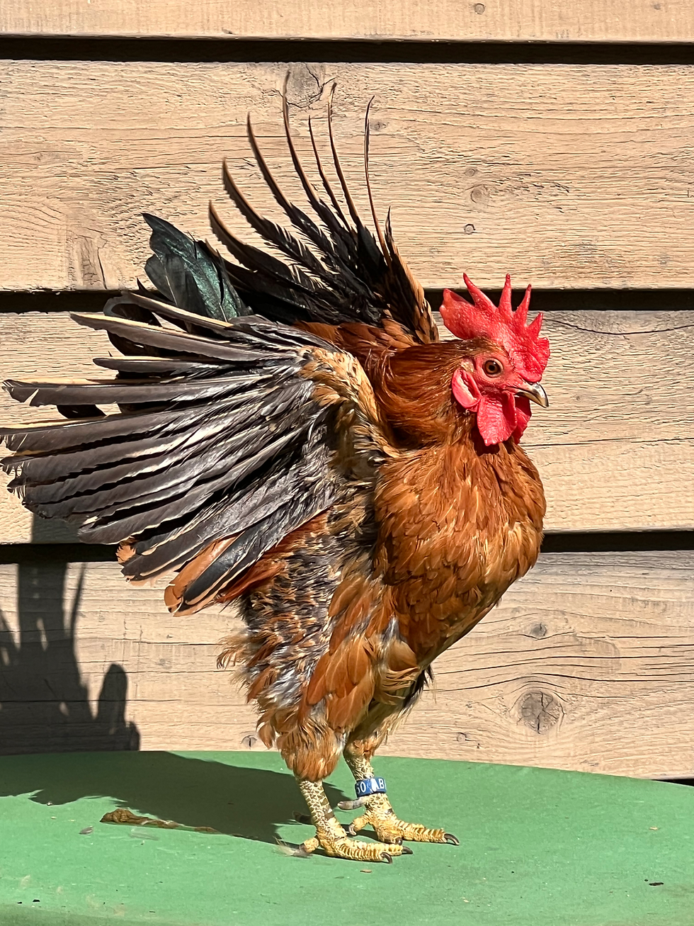 Thumbnail: Young In Cage/Tabletop Show quality GINGER RED Pair Available 