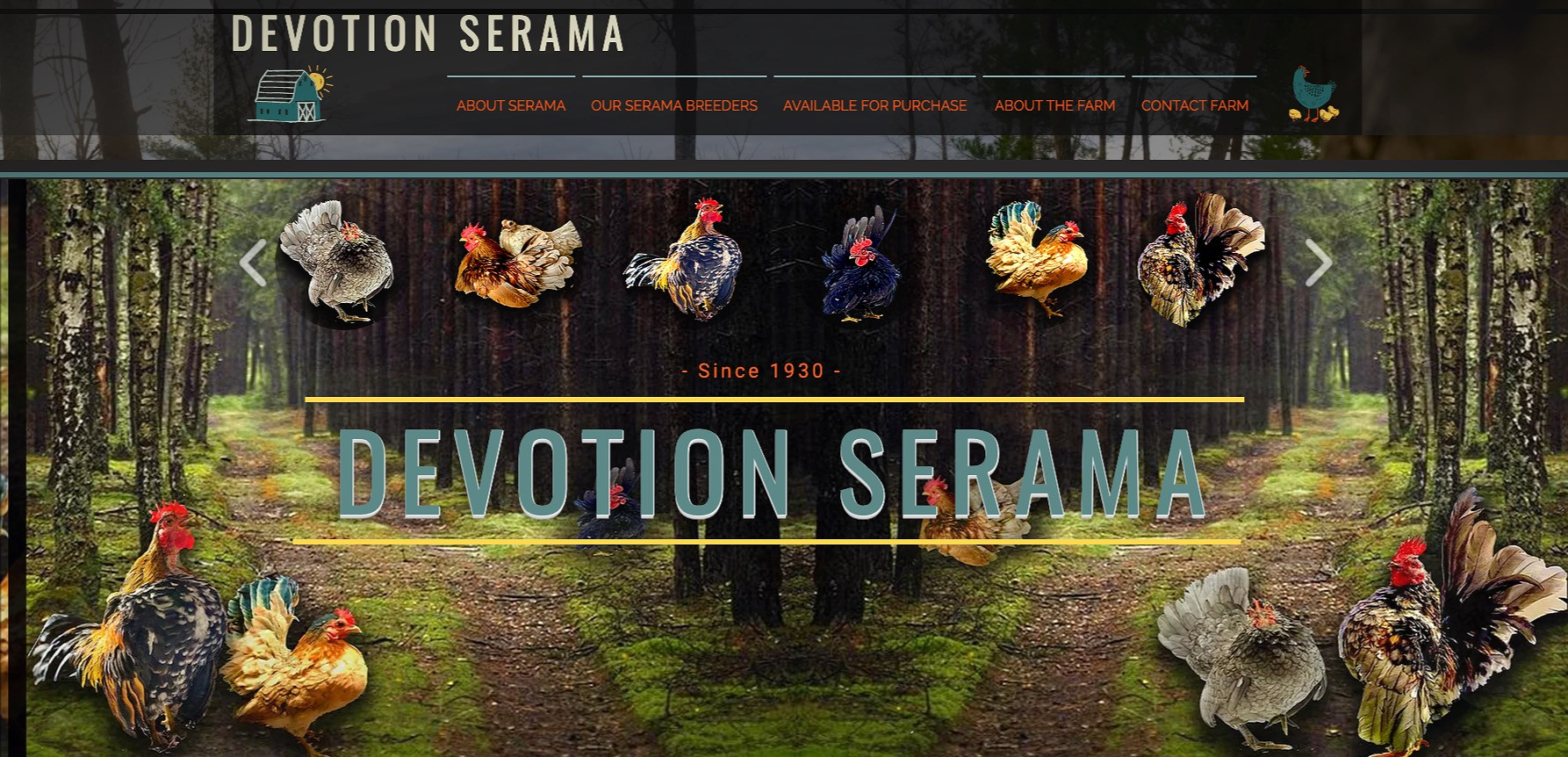 AVAILABLE | Devotion Serama