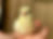 Thumbnail: 12 Serama Bantam Hatching Eggs 