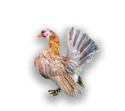 Amber.png