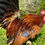 Thumbnail: Young 'Ginger Red' Serama Pair