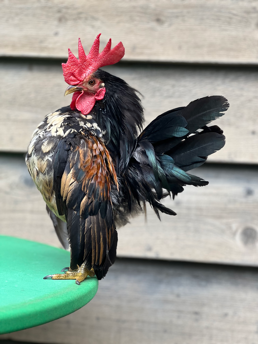 Thumbnail: In Cage/Tabletop  QUAIL  Pair Available 