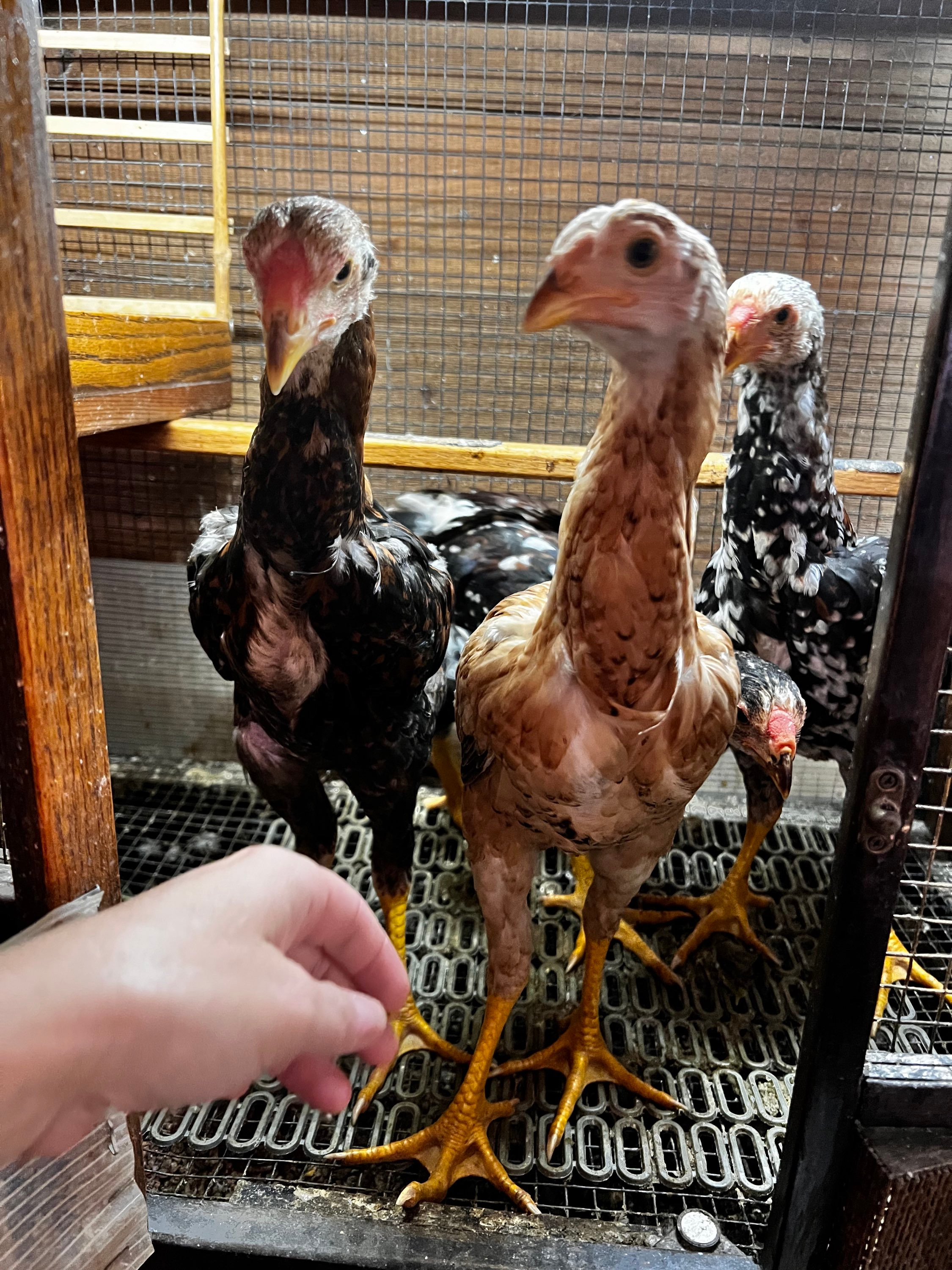 Juvenile ‘Off Color’ Cockerel