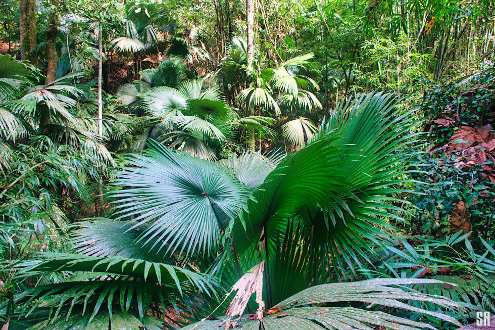 Kerriodoxa Elegans Dransfield