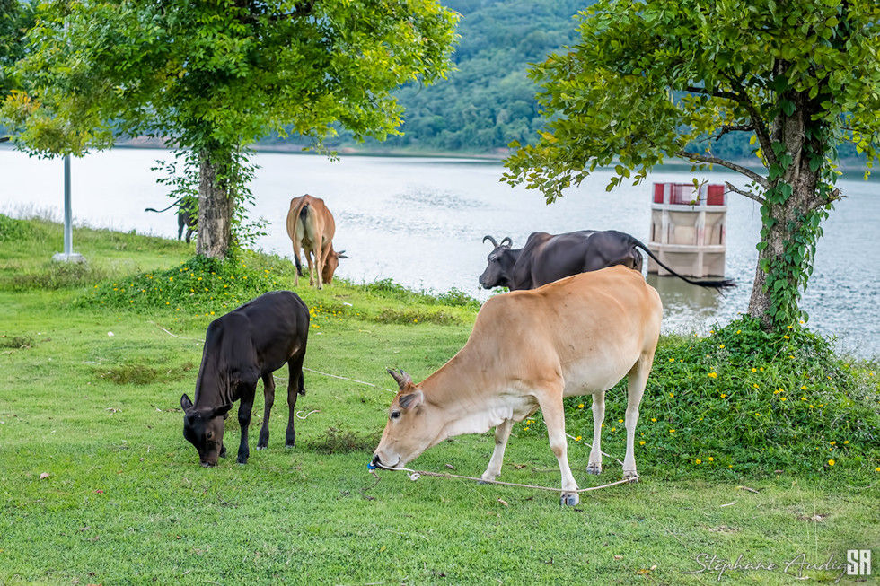 Cows grazing at Bang Wad