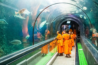 Novice monks visiting the marine tunnel at Phuket Aquarium