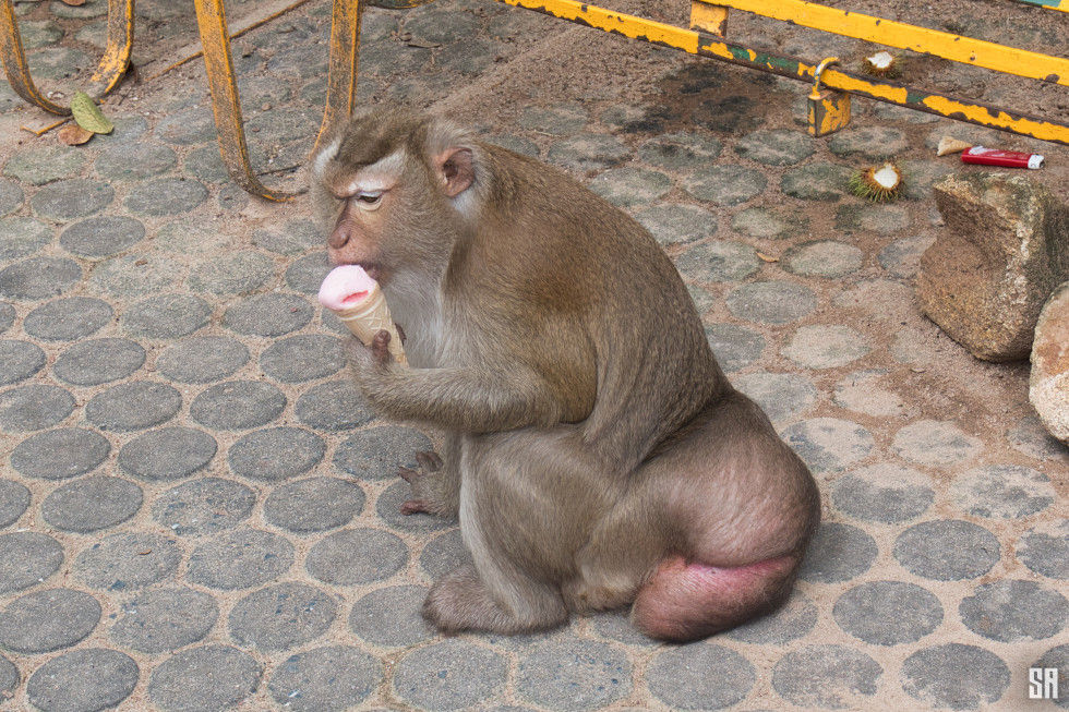 Macaque Monkey