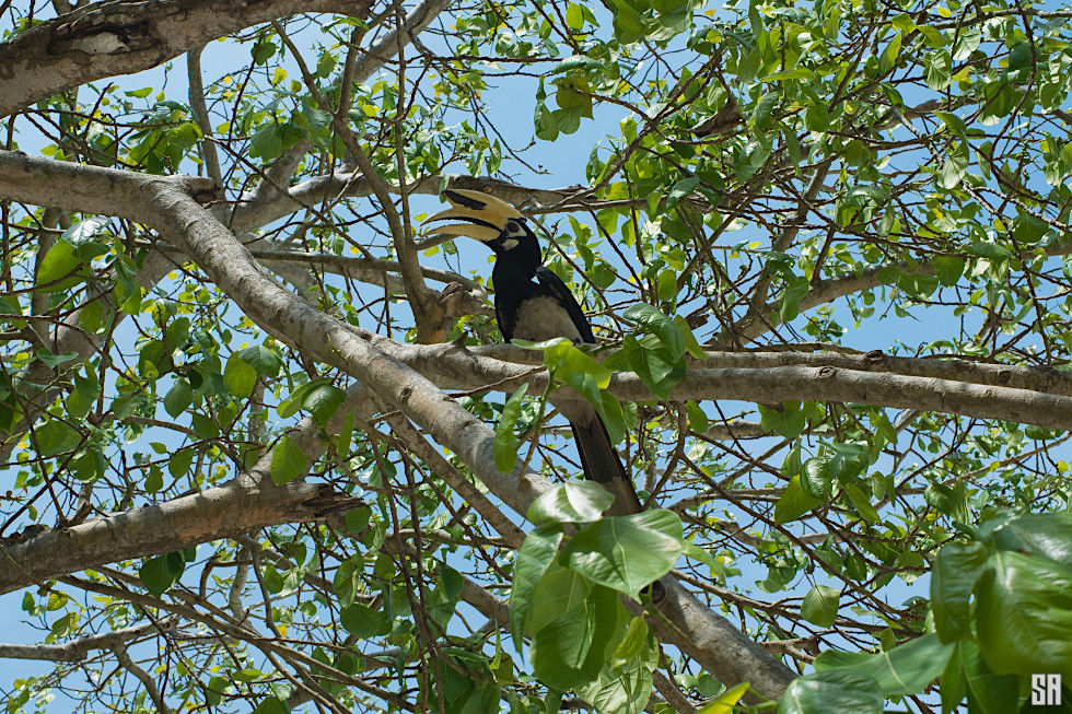 Oriental Pied Hornbill