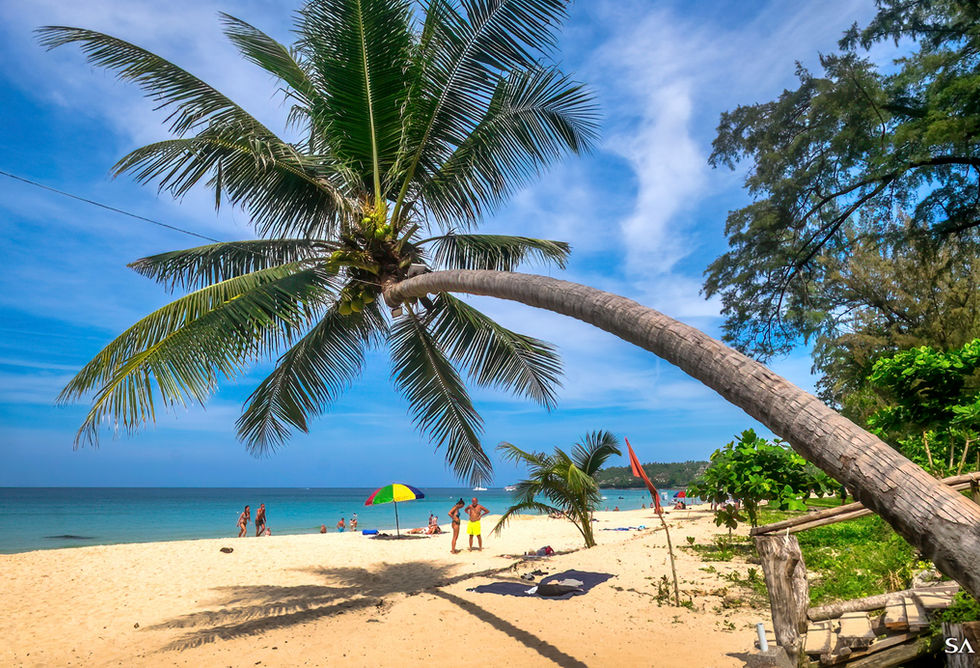Surin Beach Coconut Tree