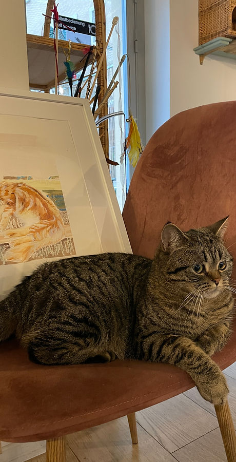 Casa del Gato Catart