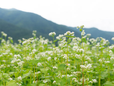 たまり醤油のような黒褐色のはちみつ”そば系蜂蜜”ミネラルが豊富です