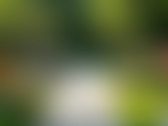 The Influence of Landscaping on Property Value in Northwest Arkansas