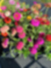 IMG_4678_edited.jpg