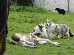 poulain et femelle berger australien