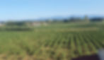 Paysage Domaine viticole à Claira
