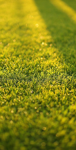 blur-bokeh-close-up-572007-min-min.jpg