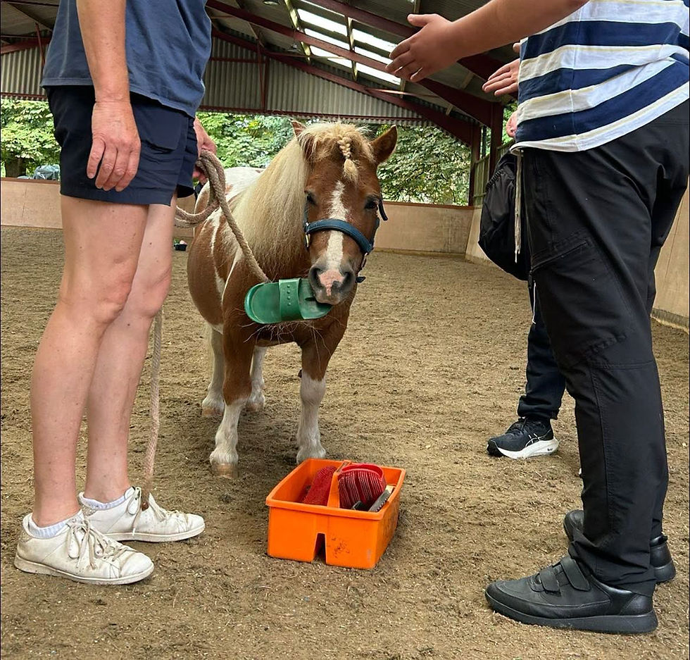 Horses are good for you…