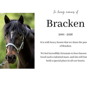 🤍 Bracken 🤍