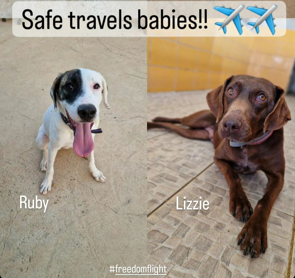 Labdaros organizacijos SPDC instagrame - Ruby laukianti skrydžio pas mane