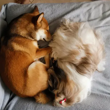 two dogs playing on sofa in ying and yang positions