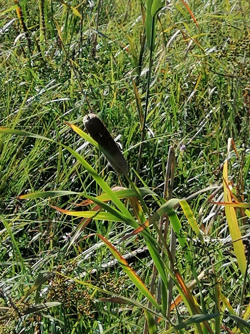 Typha shuttleworthii