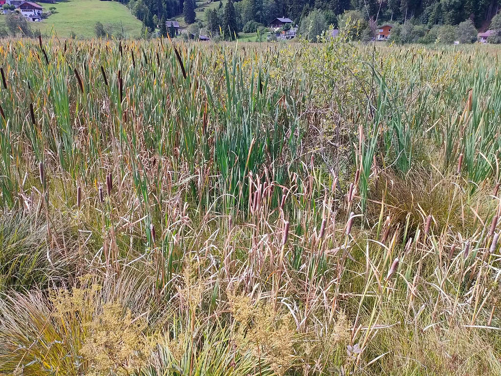 Typha shuttleworthii et Typha latifolia