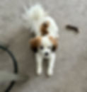IMG_5158.jpeg