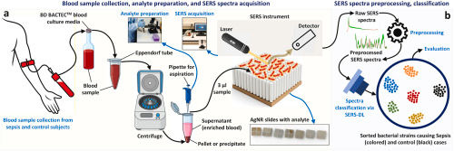 🌍 Qatar University–Led Study, with UGA Collaboration, Demonstrates Rapid, Culture-Free Sepsis Detection Using SERS and AI