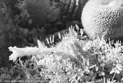 Infrared Film Image with Infrared Filter